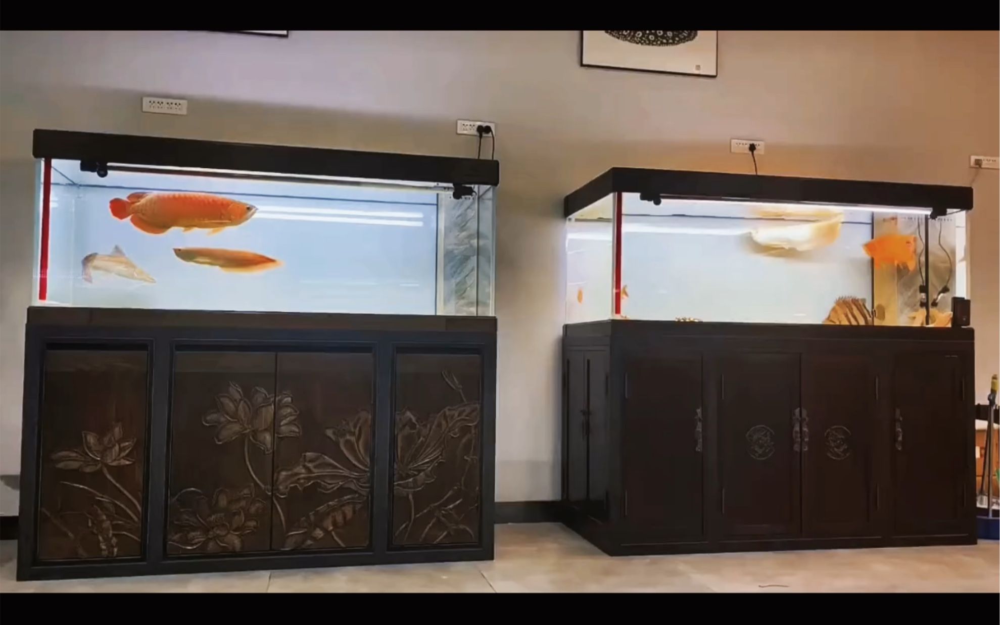 久鼎魚缸：久鼎魚缸與其他品牌對比久鼎魚缸與其他品牌對比 魚缸百科 第5張