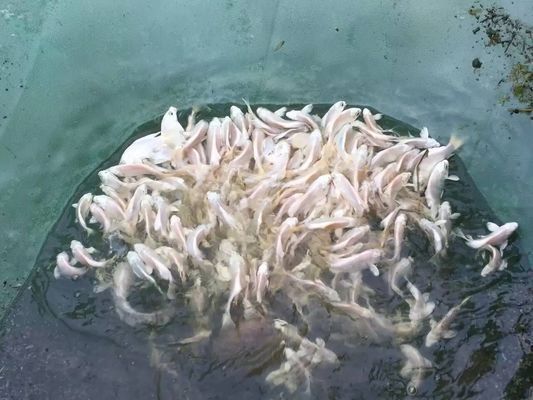 金龍魚多長時間換一次水：如何正確的給金龍魚換水？ 水族問答 第2張