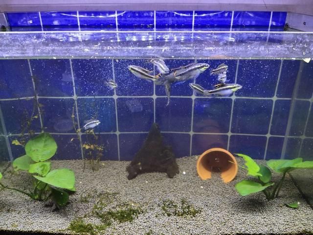 金龍魚餌好用嗎：金龍魚餌使用心得 水族問答 第2張