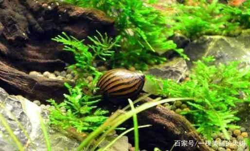 魚(yú)缸里都養(yǎng)什么新寵 魚(yú)缸百科 第3張