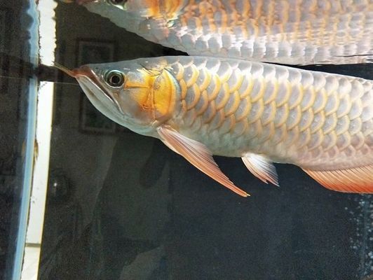 紅龍魚能長幾年不長大：關(guān)于紅龍魚生長的一些詳細信息