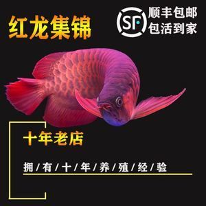 紅龍魚活體魚怎么養(yǎng)活的：活體紅龍魚的養(yǎng)殖方法 紅龍魚百科 第3張