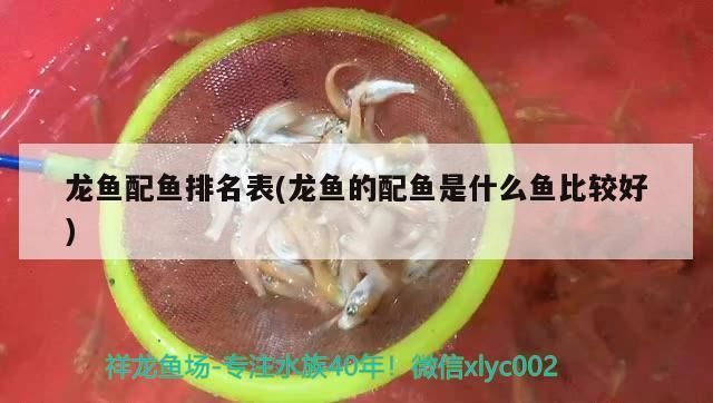 龍魚(yú)最好的配魚(yú)是什么：與龍魚(yú)相配的幾種魚(yú)種 龍魚(yú)百科 第3張