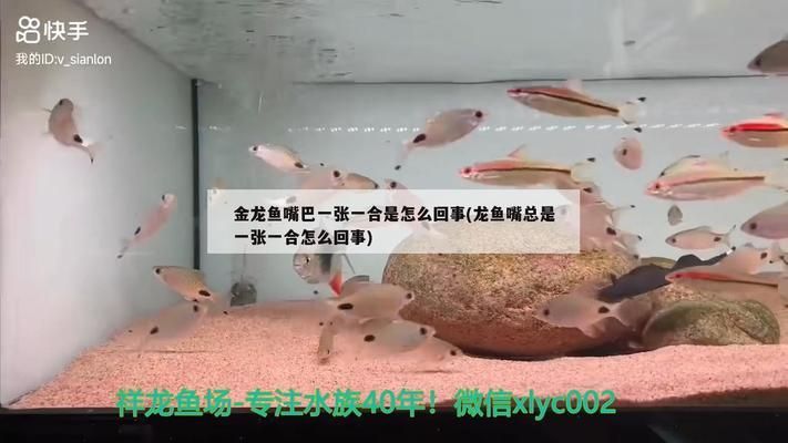 龍魚都嘴什么意思：龍魚兜嘴和鯊魚嘴的審美價(jià)值，龍魚鯊魚嘴唇厚實(shí)的原因