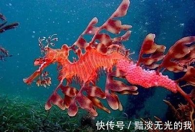 龍魚變色怎么回事?。宏P(guān)于龍魚變色的一些建議 龍魚百科 第3張