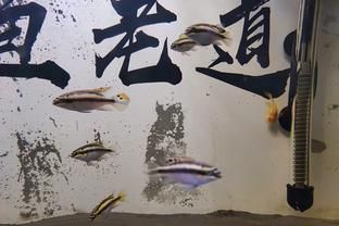 龍魚配什么清理缸的魚好：適合與龍魚搭配的魚類推薦