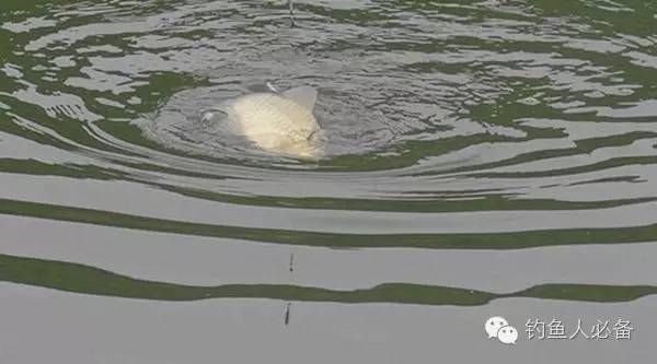 金龍魚(yú)分類地位分析報(bào)告：關(guān)于金龍魚(yú)的分類地位分析報(bào)告時(shí) 水族問(wèn)答 第2張