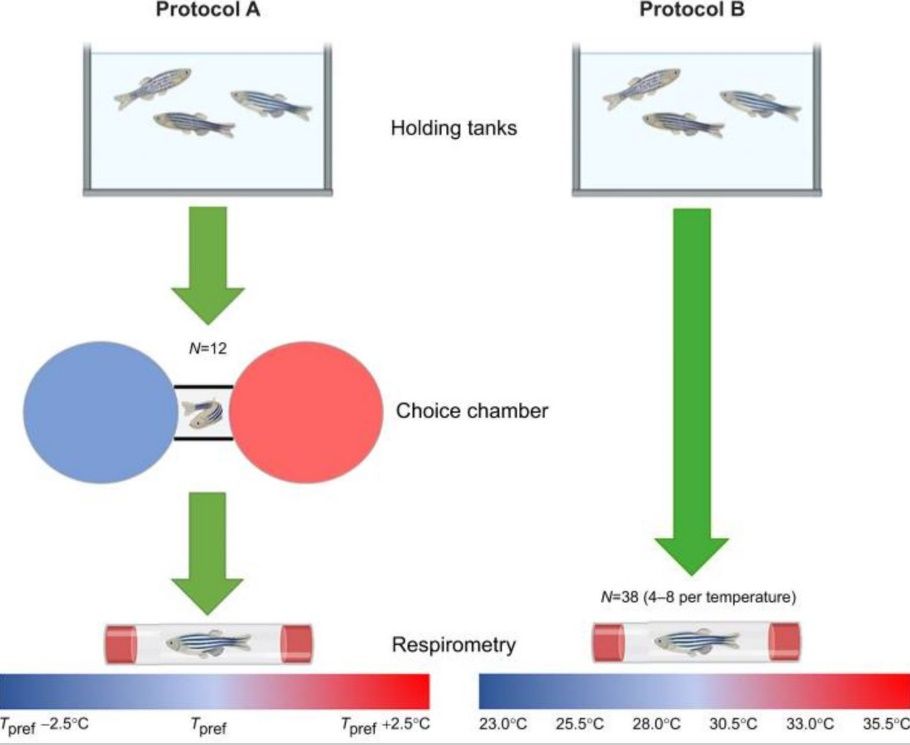 金龍魚分為幾種品種：關(guān)于金龍魚的問題 水族問答 第2張