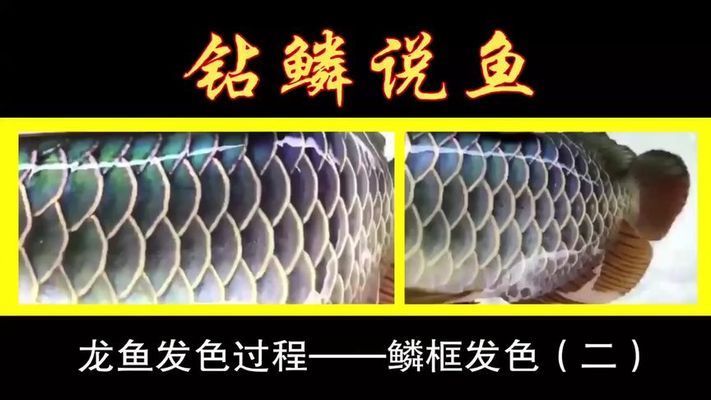 龍魚發(fā)色是什么意思啊視頻播放：龍魚發(fā)色過程視頻 龍魚百科 第4張