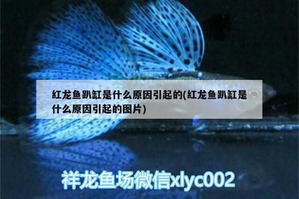 金龍魚改名：金龍魚公司宣布品牌名從“金龍魚”更名為“?；省?水族問(wèn)答 第3張