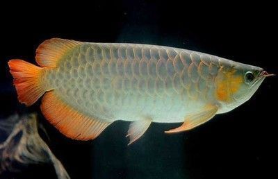 紅龍魚(yú)死了能吃嗎有毒嗎：紅龍魚(yú)死亡后是否可以食用？ 紅龍魚(yú)百科 第5張