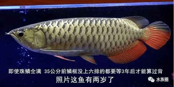 龍魚滿珠鱗什么意義？：“龍魚滿珠鱗”的含義指出是指龍魚鱗片上布滿珍珠般的小圓點(diǎn) 龍魚百科 第1張