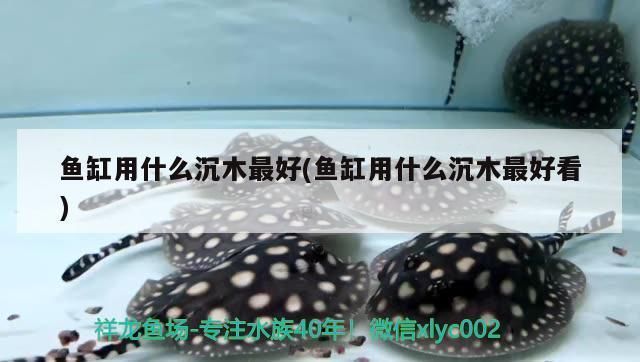 印尼三紋虎魚缸內(nèi)裝飾品選擇：印尼三紋虎魚缸內(nèi)植物種類推薦印尼三紋虎魚缸內(nèi)植物種類推薦 魚缸百科 第3張