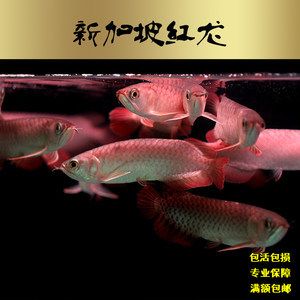 新加坡練手紅龍魚是什么意思：養(yǎng)殖新加坡練手紅龍魚需要注意的幾個(gè)方面 紅龍魚百科 第3張