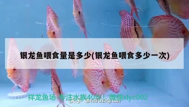 銀龍魚訓(xùn)食技巧分享：銀龍魚訓(xùn)食技巧分享， 龍魚百科 第4張