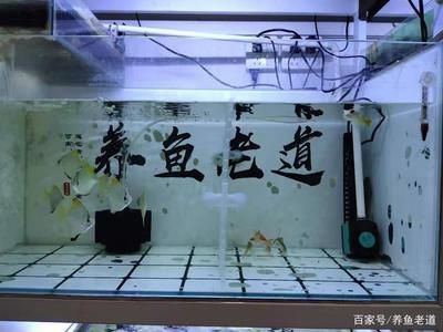 無(wú)管件魚(yú)缸維護(hù)指南：無(wú)管件魚(yú)缸在維護(hù)上有一些特別的要求，無(wú)管件魚(yú)缸維護(hù)指南 魚(yú)缸百科 第4張