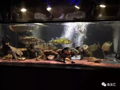 異型魚(yú)魚(yú)缸造景視頻：異型魚(yú)魚(yú)缸造景文字版步驟 魚(yú)缸百科 第3張