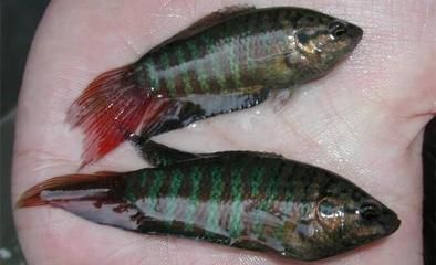 養(yǎng)旁皮魚(yú)缸需配什么：養(yǎng)旁皮魚(yú)缸需要配置的設(shè)備：養(yǎng)旁皮魚(yú)缸需要配置的設(shè)備 魚(yú)缸百科 第4張