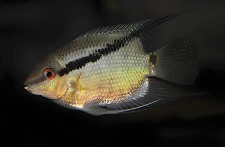 金龍魚高筋麥芯粉好不好：金龍魚高筋麥芯粉是否適合做烘焙食品比如蛋糕和面包 水族問答 第1張