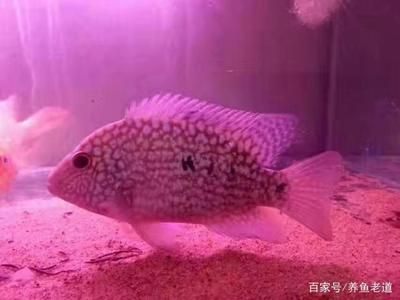 龍魚喂什么長的胖：關(guān)于龍魚喂養(yǎng)的詳細(xì)介紹