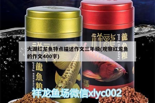 觀察紅龍魚的作文400字：觀察紅龍魚 紅龍魚百科 第2張