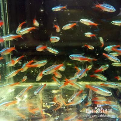 金龍魚(yú)個(gè)股分析：金龍魚(yú)的投資前景如何？ 水族問(wèn)答 第1張