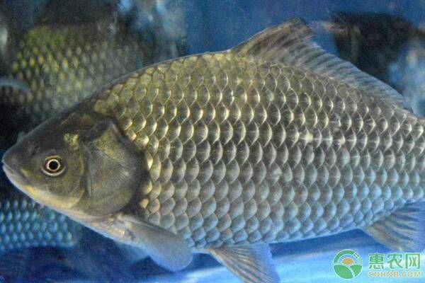 龍鳳鯉魚水質(zhì)管理技巧：家庭養(yǎng)龍鳳鯉魚常見問題解決,龍鳳鯉魚水質(zhì)監(jiān)測實用工具