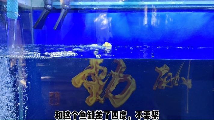 底濾魚缸怎么換水視頻教程：底濾魚缸換水教程 魚缸百科 第3張