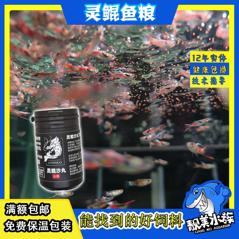 在哪買龍魚便宜又好 龍魚百科 第4張