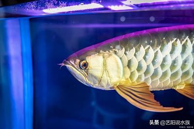 龍魚怎么看好壞：如何判斷龍魚的健康狀況 龍魚百科 第5張