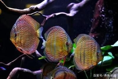 龍魚七彩混養(yǎng)怎么喂食：龍魚和七彩魚混養(yǎng)的喂食技巧 龍魚百科 第4張