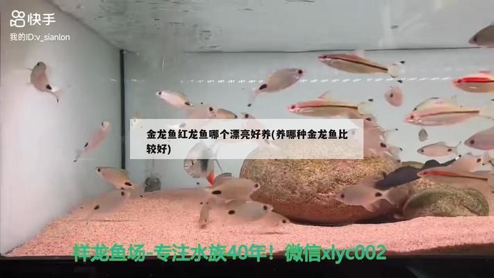 紅龍魚和金龍魚哪個好看一點兒：紅龍魚與金龍魚價格對比,如何辨別優(yōu)質(zhì)紅龍魚？