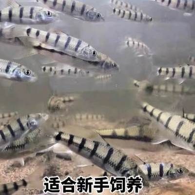 黑影道人魚底砂厚度最佳值：黑影道人魚底砂厚度最佳值是多少?