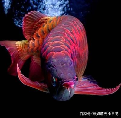 金龍魚和紅龍魚的寓意和象征：金龍魚與紅龍魚的區(qū)別 紅龍魚百科 第5張