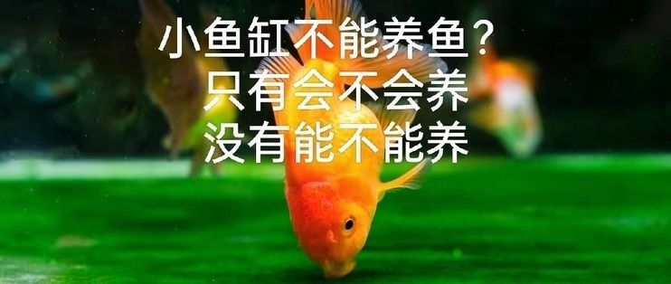 金晶玻璃魚缸缺點：金晶玻璃魚缸缺點詳情：金晶玻璃魚缸邊緣泛藍(lán)處理方法 魚缸百科 第3張