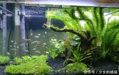 魚缸內種植水生植物的技巧：如何選擇適合魚缸的水生植物 魚缸百科 第4張