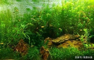 魚缸內種植水生植物的技巧：如何選擇適合魚缸的水生植物 魚缸百科 第5張