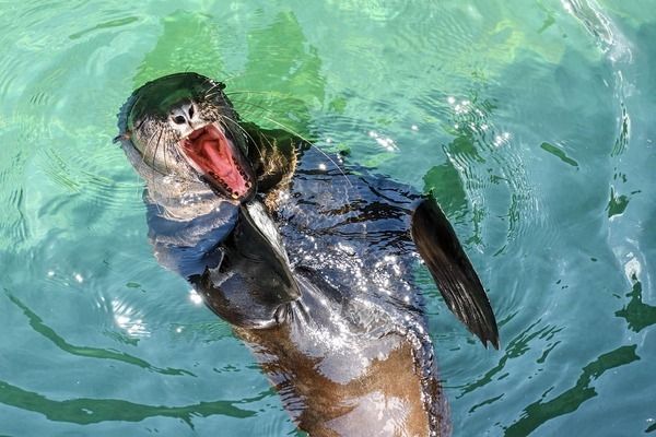 橄欖葉魚缸怎么用：橄欖葉在不同魚種中的應(yīng)用 魚缸百科 第2張