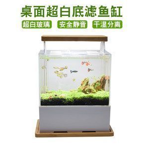 如何選擇適合魚缸的水生植物：如何選擇適合的魚缸水生植物 魚缸百科 第3張