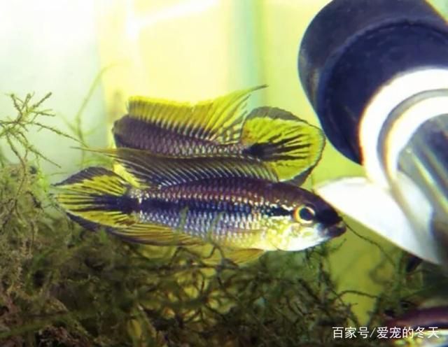 金龍魚估值現(xiàn)價：金龍魚的估值是否已經(jīng)反映出其市場潛力和未來增長預(yù)期？ 水族問答 第2張