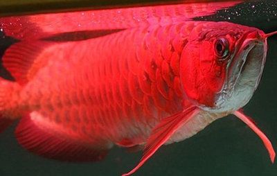 哪種紅龍魚最好：哪種紅龍魚最好取決于個(gè)人喜好、養(yǎng)殖經(jīng)驗(yàn)和經(jīng)濟(jì)能力 紅龍魚百科 第2張