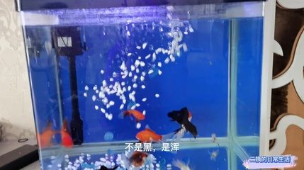 夢(mèng)到魚缸有好多魚：周公解夢(mèng)：夢(mèng)見魚缸好多魚，可得改善之征兆 魚缸百科 第2張