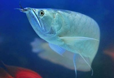 金龍魚掛畫魚尾沖門口好嗎：掛畫魚尾沖門口好嗎？ 水族問答 第4張