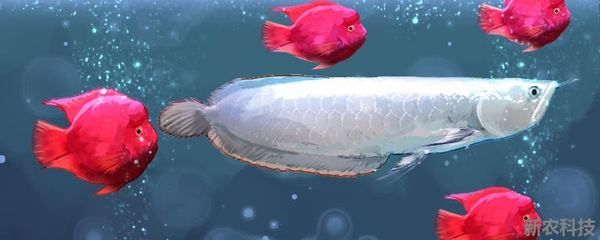 金龍魚掛畫魚尾沖門口好嗎：掛畫魚尾沖門口好嗎？ 水族問答 第5張