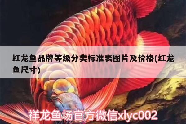 紅龍魚品牌等級分類表格：如何辨別紅龍魚品牌優(yōu)劣，紅龍魚市場價格波動因素 紅龍魚百科 第4張