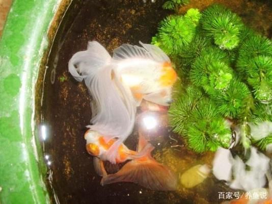 魚缸消毒的最佳實踐方法：魚缸消毒后如何快速恢復生態(tài)高錳酸鉀消毒對魚的影響 魚缸百科 第4張