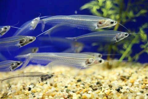 金龍魚掛面煮多久可以吃：金龍魚掛面怎么煮？ 水族問答 第1張