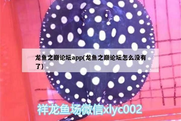 龍魚之巔app改名：龍魚之巔app改名“龍巔魚鄰”，龍巔魚鄰用戶評(píng)價(jià)匯總 龍魚百科 第4張