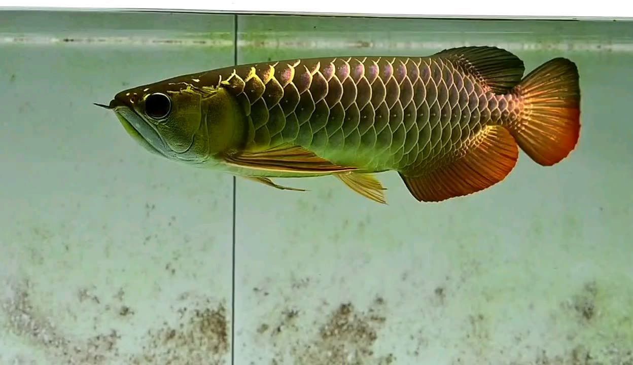 龍魚發(fā)色秘訣是什么呢視頻：如何讓龍魚發(fā)色 龍魚百科 第4張