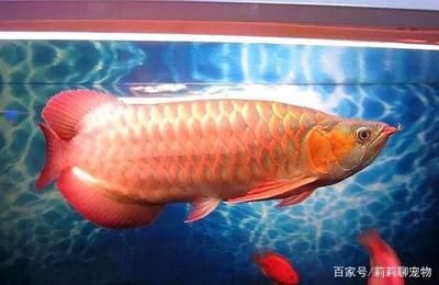 紅龍魚是橙紅色魚嗎：紅龍魚是橙紅色的嗎 紅龍魚百科 第1張